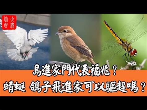 夢見鴿子號碼|夢見鴿子代表幾號